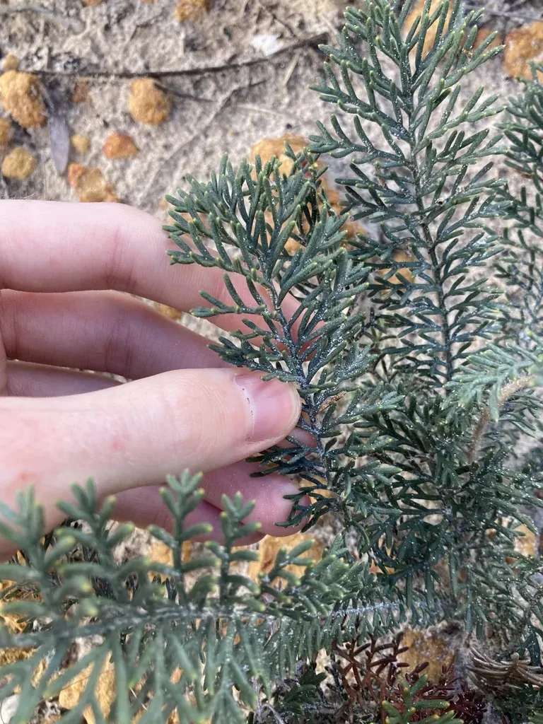 Banksia Bipinnatifida
