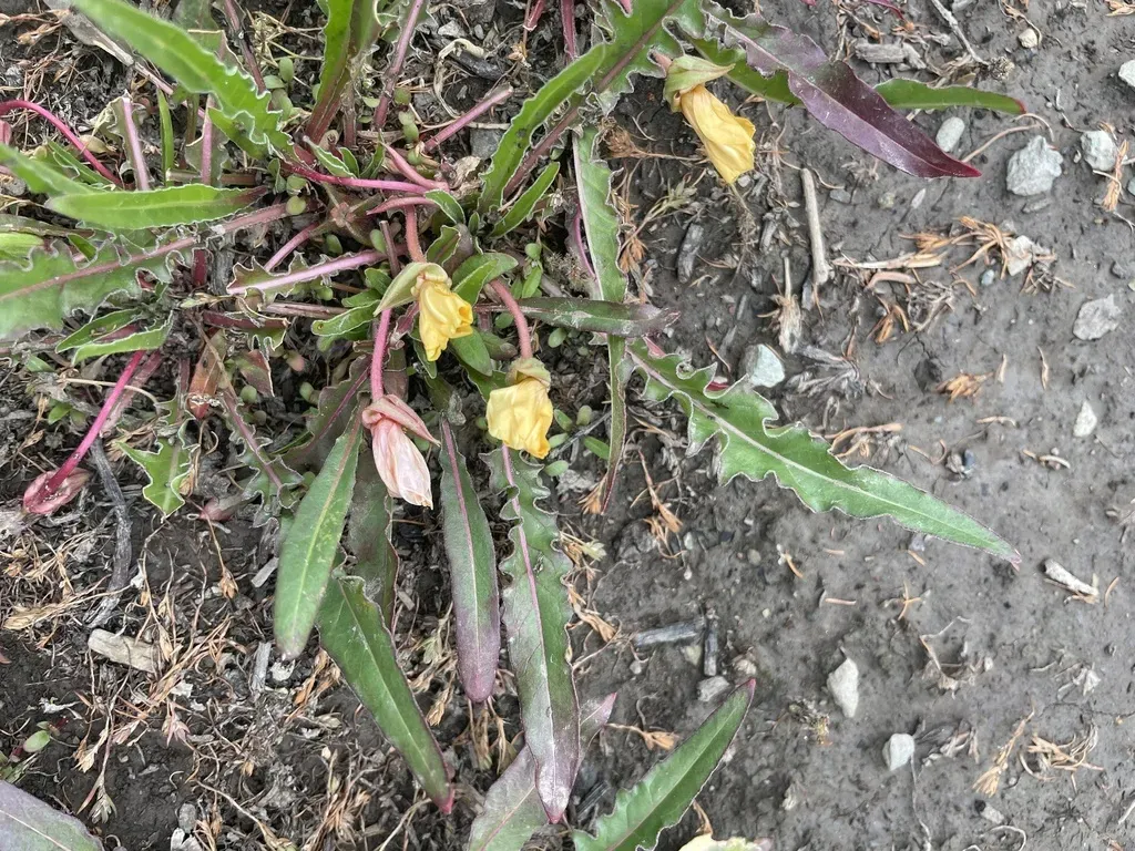Diffuseflower Evening Primrose