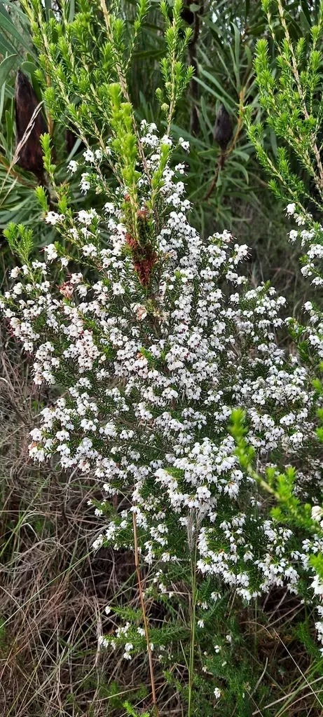 Redstalk Heath