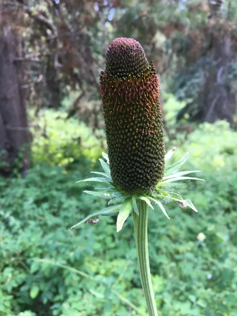 Wenatchee Mountain Coneflower