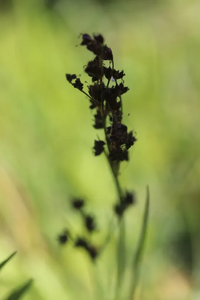 Juncus Anceps