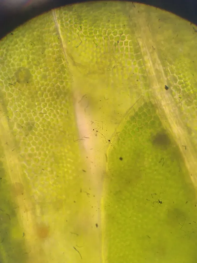 Fissidens Blechnoides