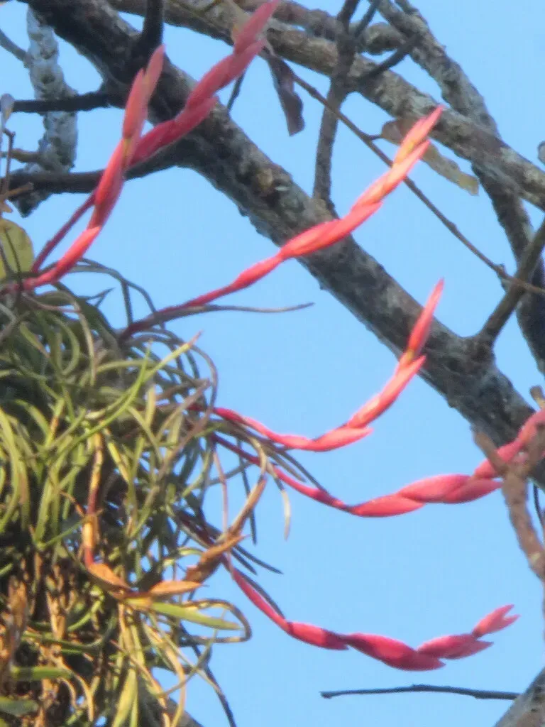 Tillandsia Paraensis