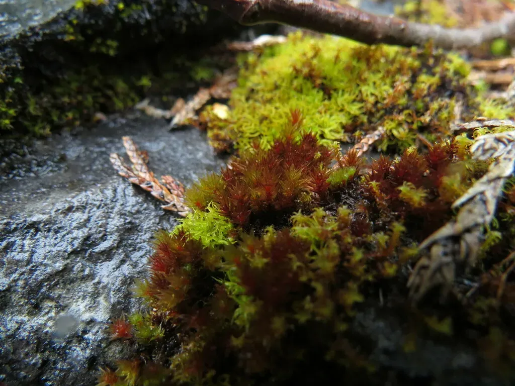 Imbribryum Torenii