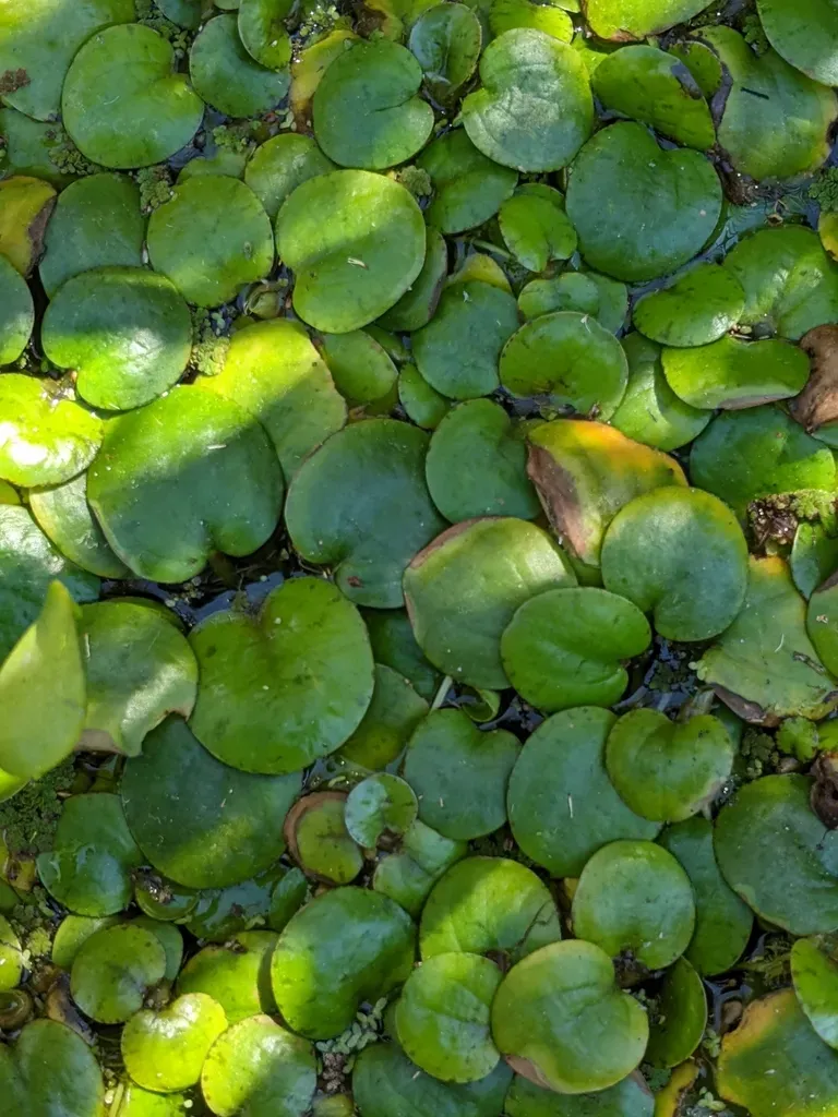 Amazon Frogbit