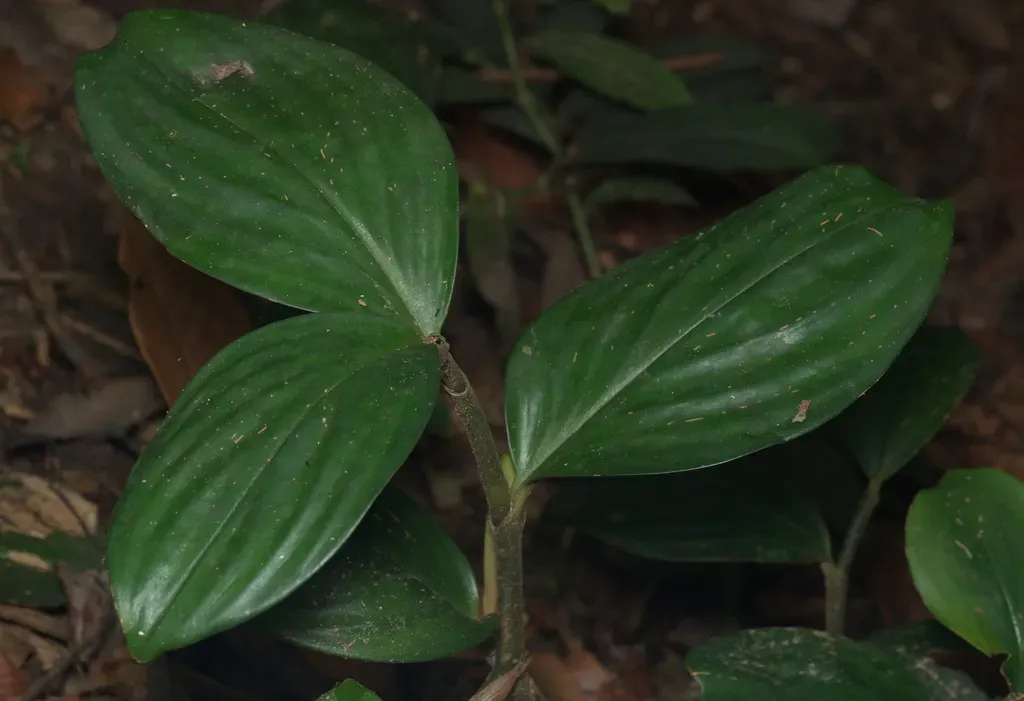 Parahellenia Borneensis