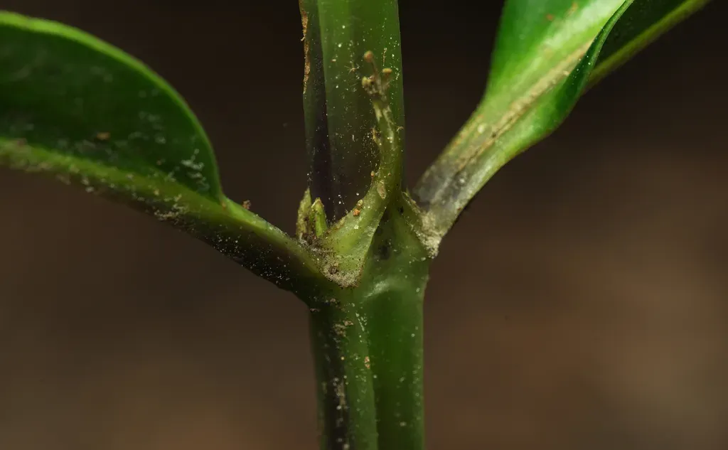 Oldenlandia Cristata