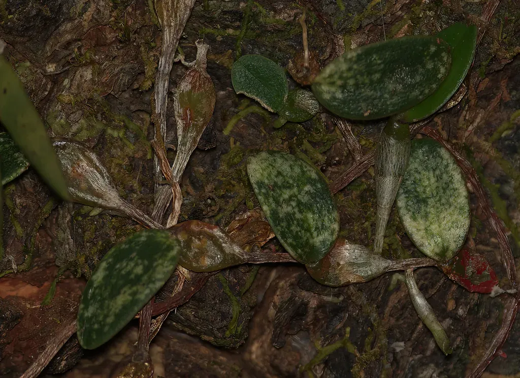Bulbophyllum Planibulbe