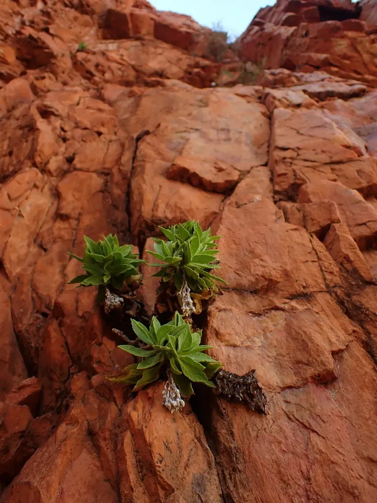 Edelweiss Everlasting