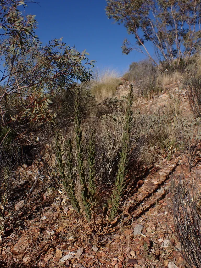 Streptoglossa Decurrens