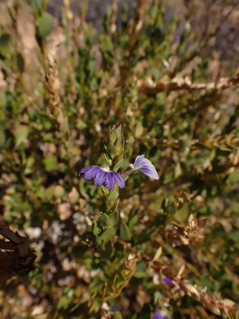 Scaevola Glabrata