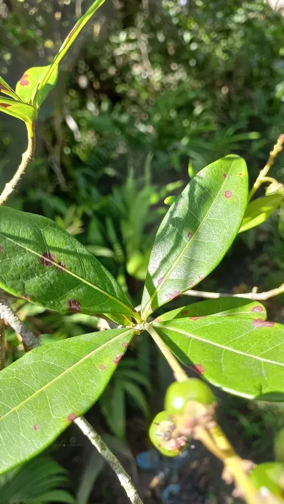 Byrsonima Ligustrifolia