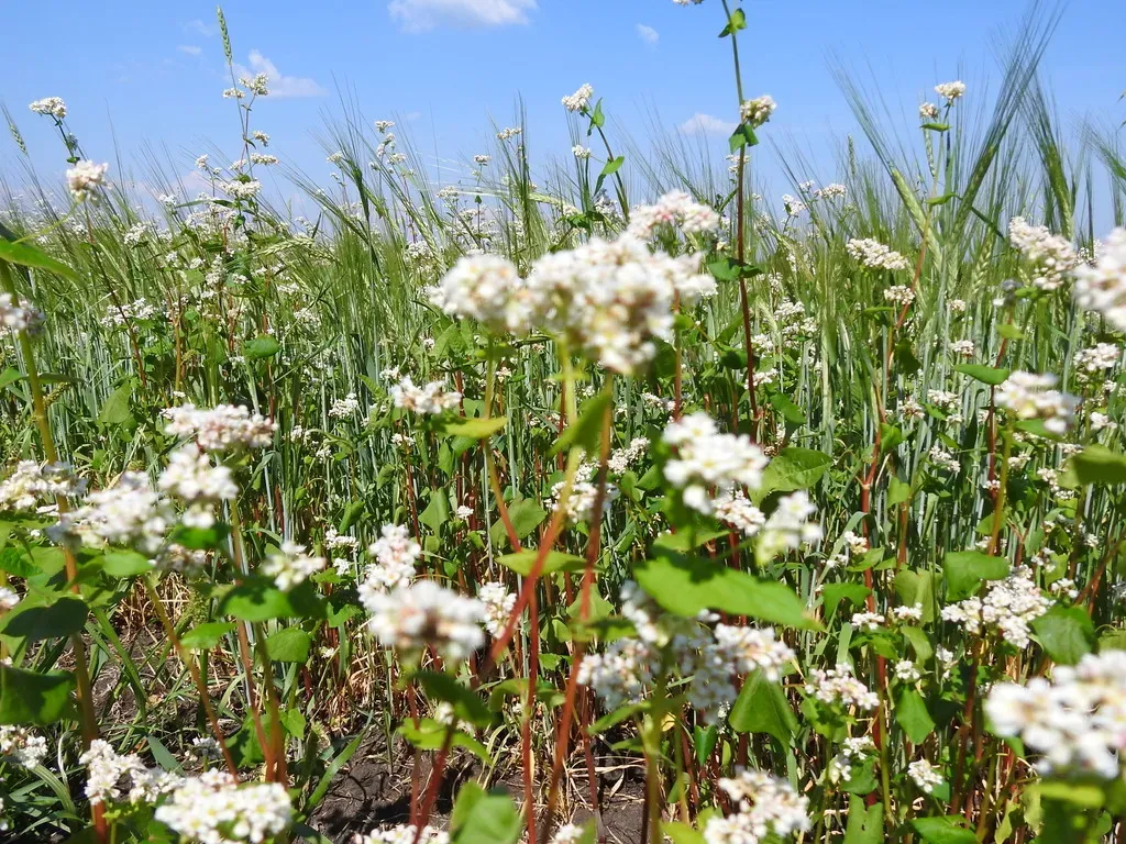 Buckwheat
