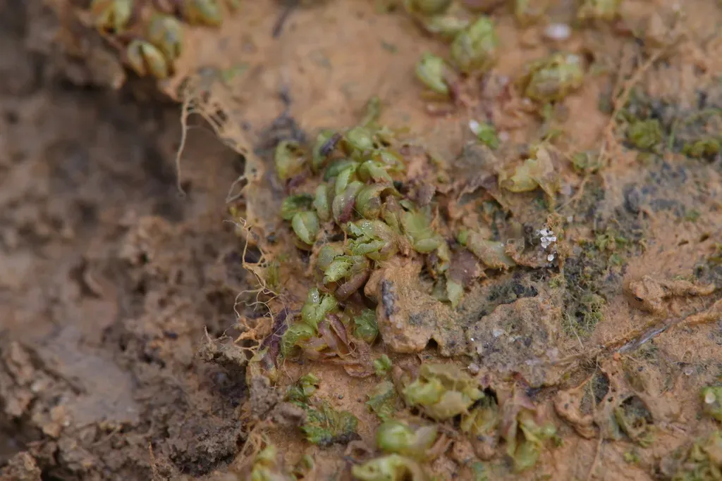 Fossombronia Bracchia