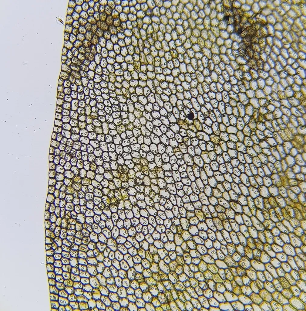 Cordate Flapwort