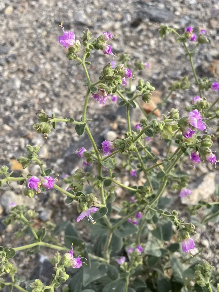 Hairy-tuft Four O'clock