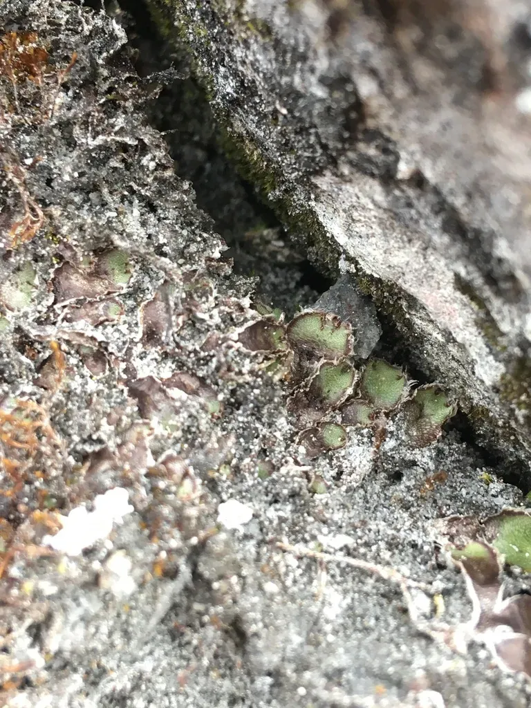 Hyaline Liverwort