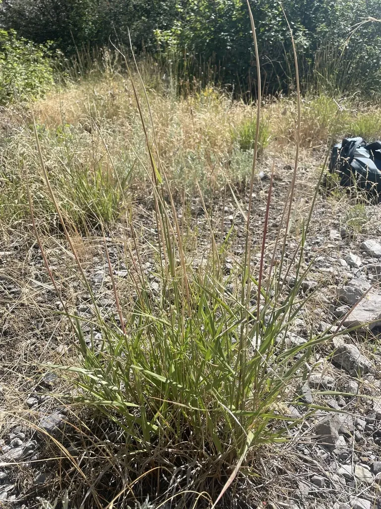 Sand Dropseed