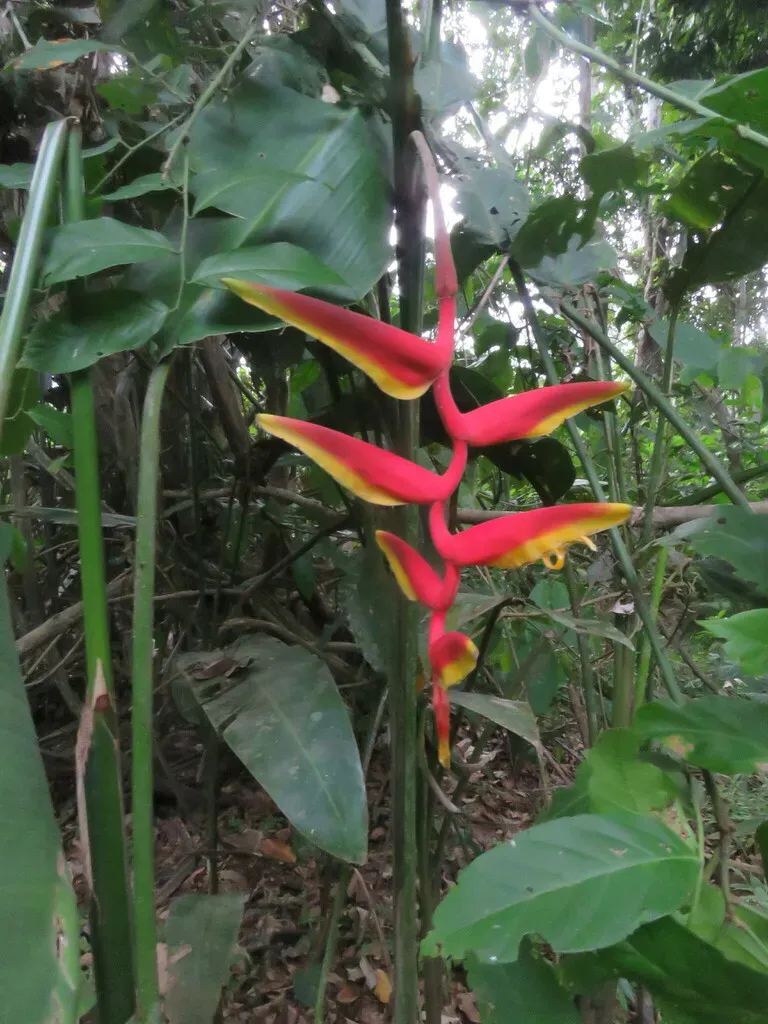 Heliconia Marginata