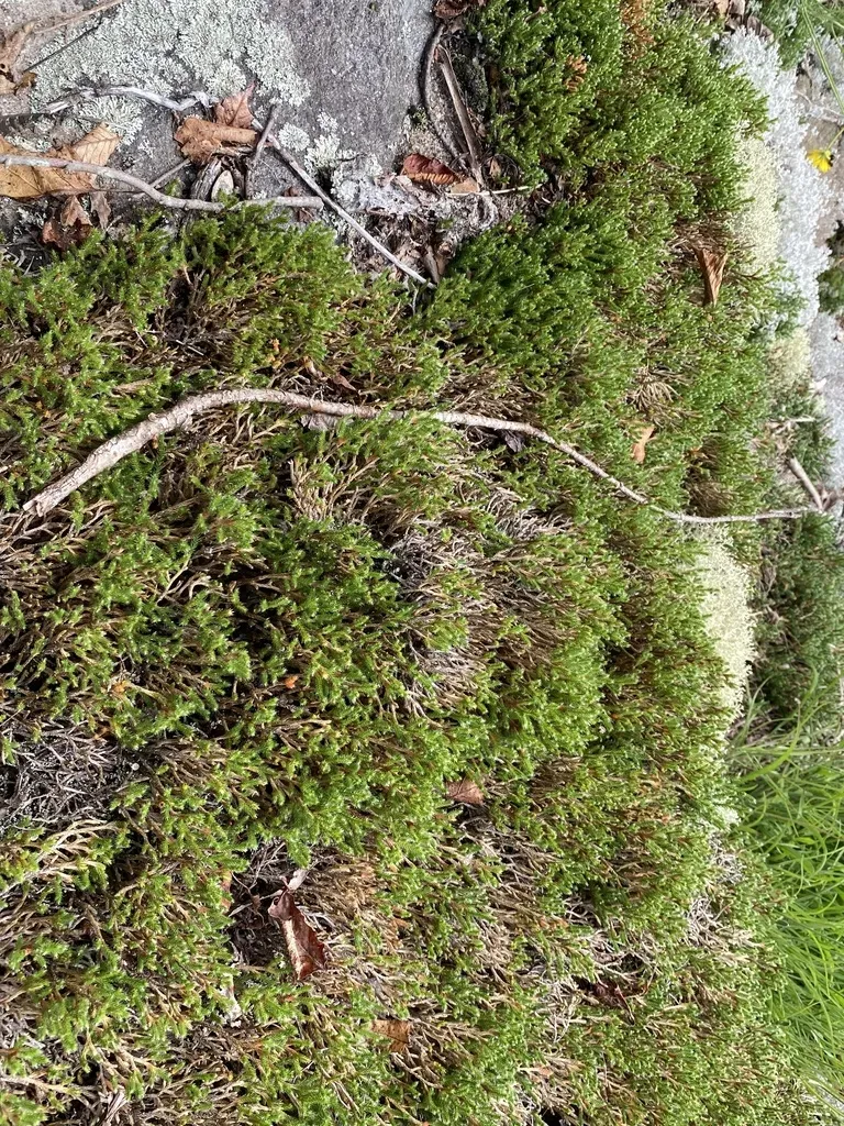 Twistedhair Spikemoss