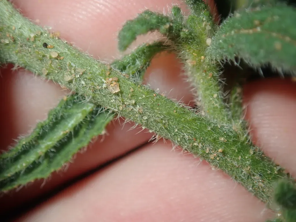 Heliotropium Ammophilum