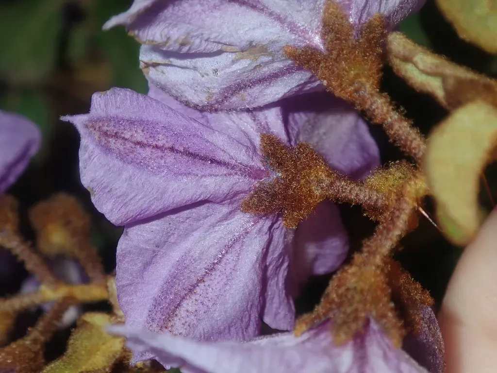Solanum Oldfieldii