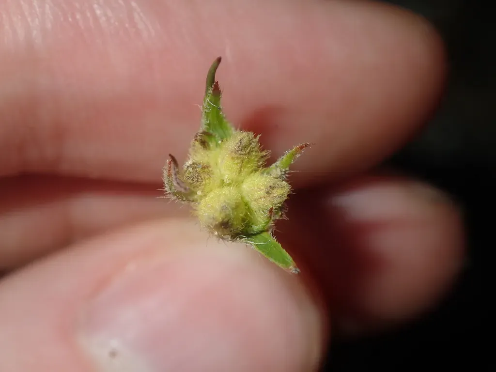 Conostylis Prolifera