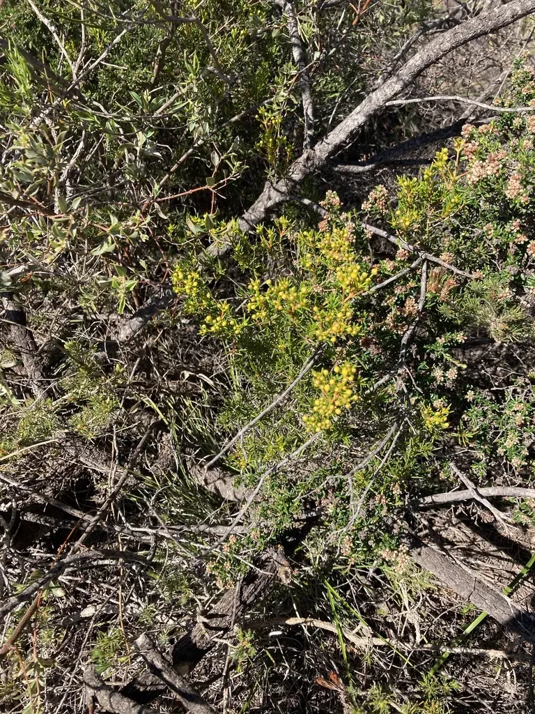 Verticordia Chrysanthella