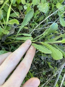 Monstrous Osteospermum