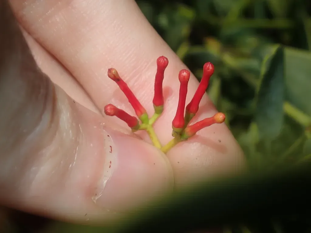 Amyema Miraculosa