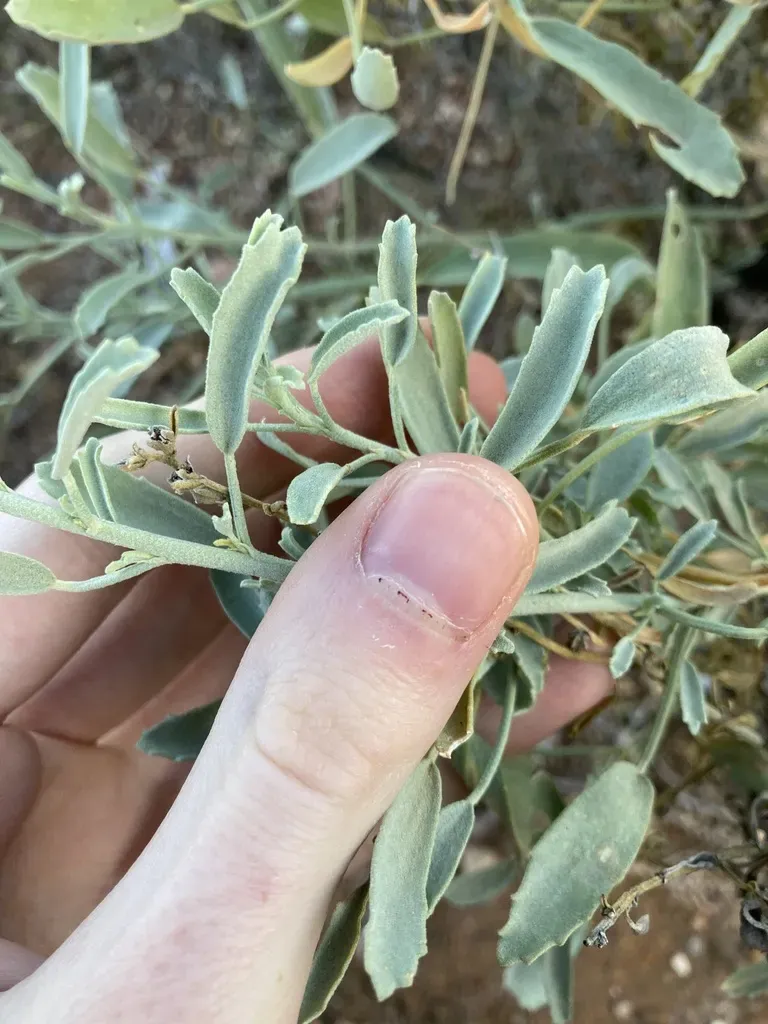 Lawrencia Viridigrisea