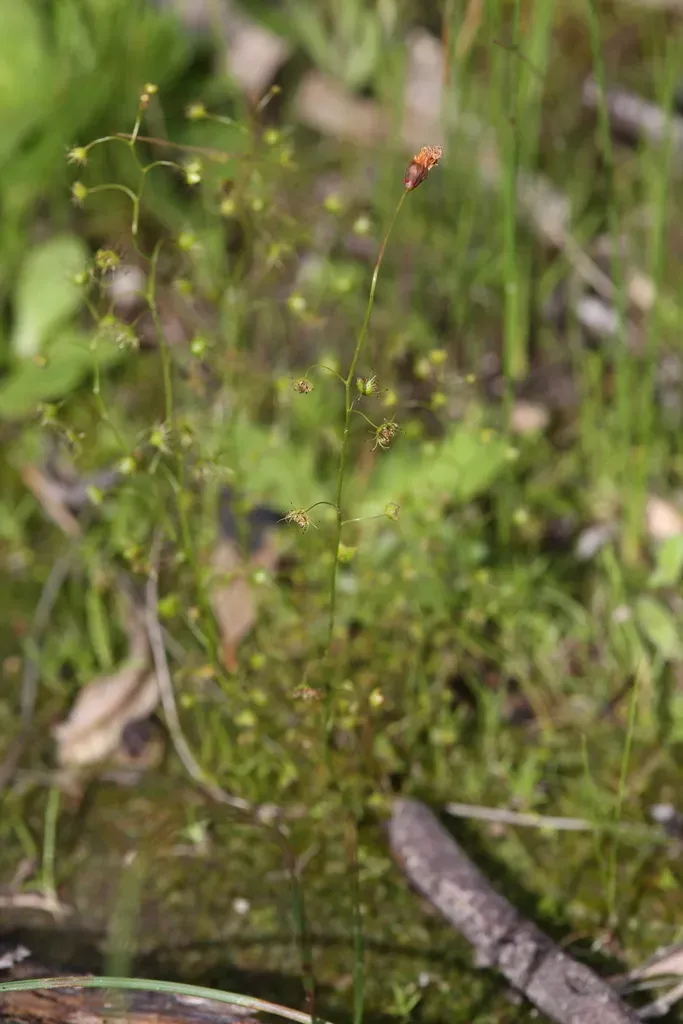 Drosera Heterophylla