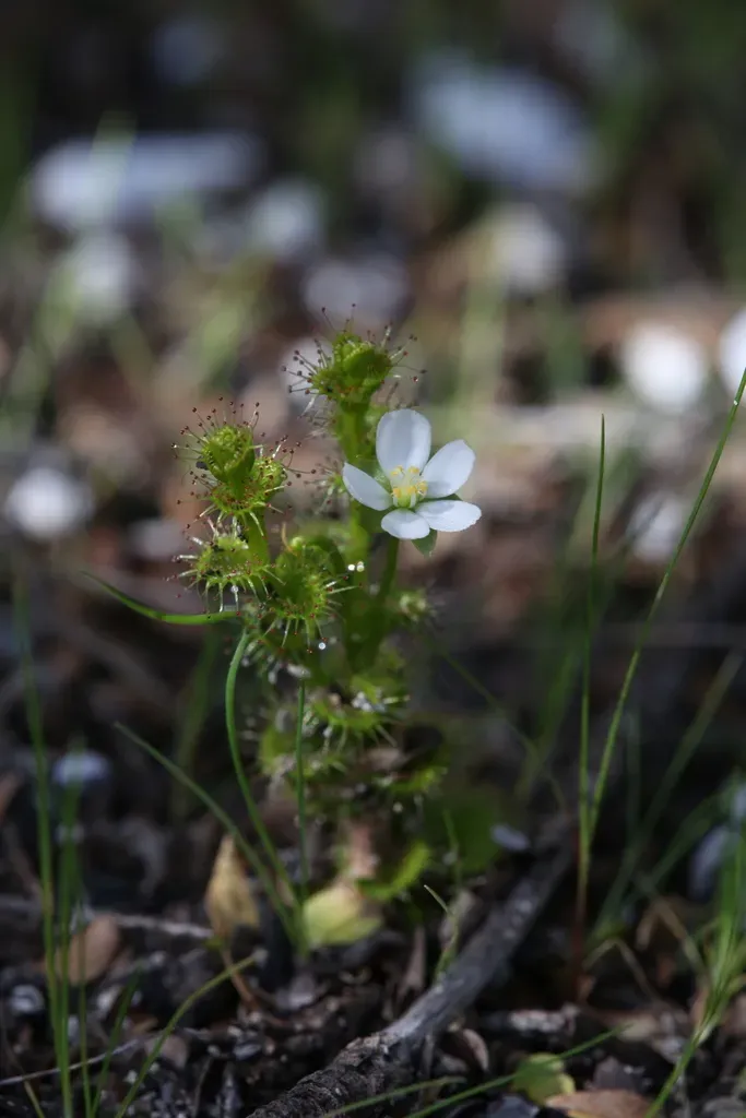 Drosera Ramellosa