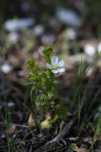 Drosera Ramellosa