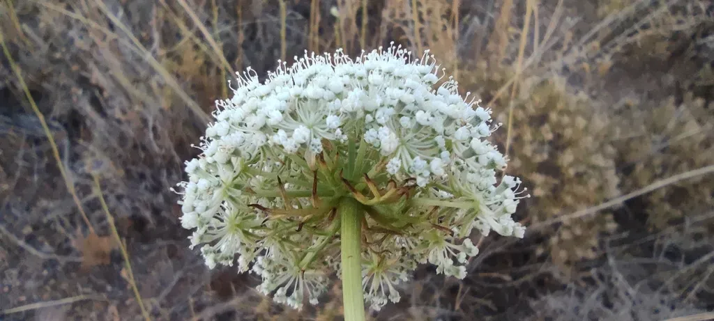 Daucus Setifolius