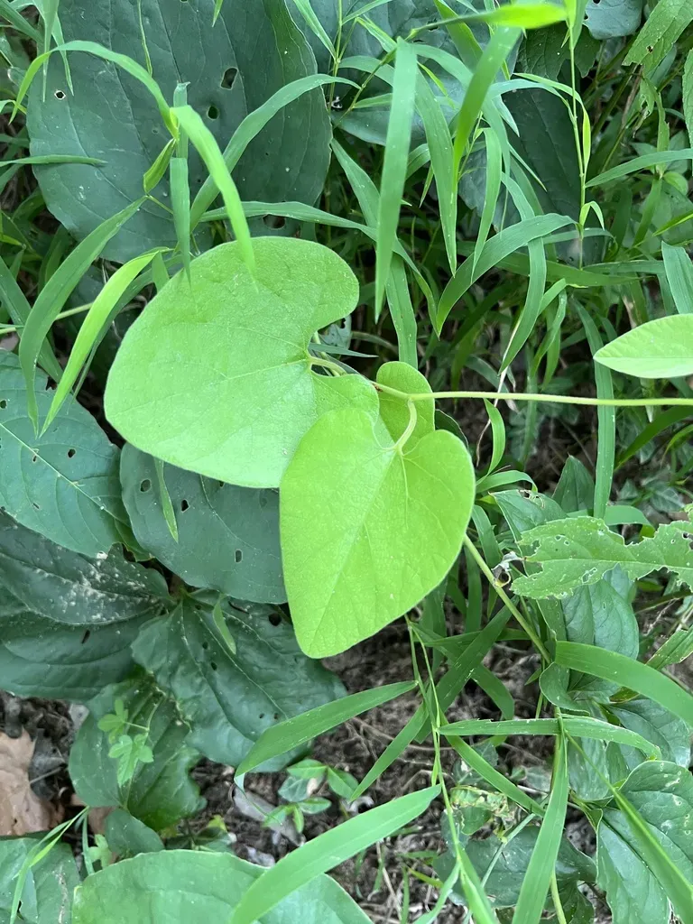 Wooly Dutchman's Pipevine
