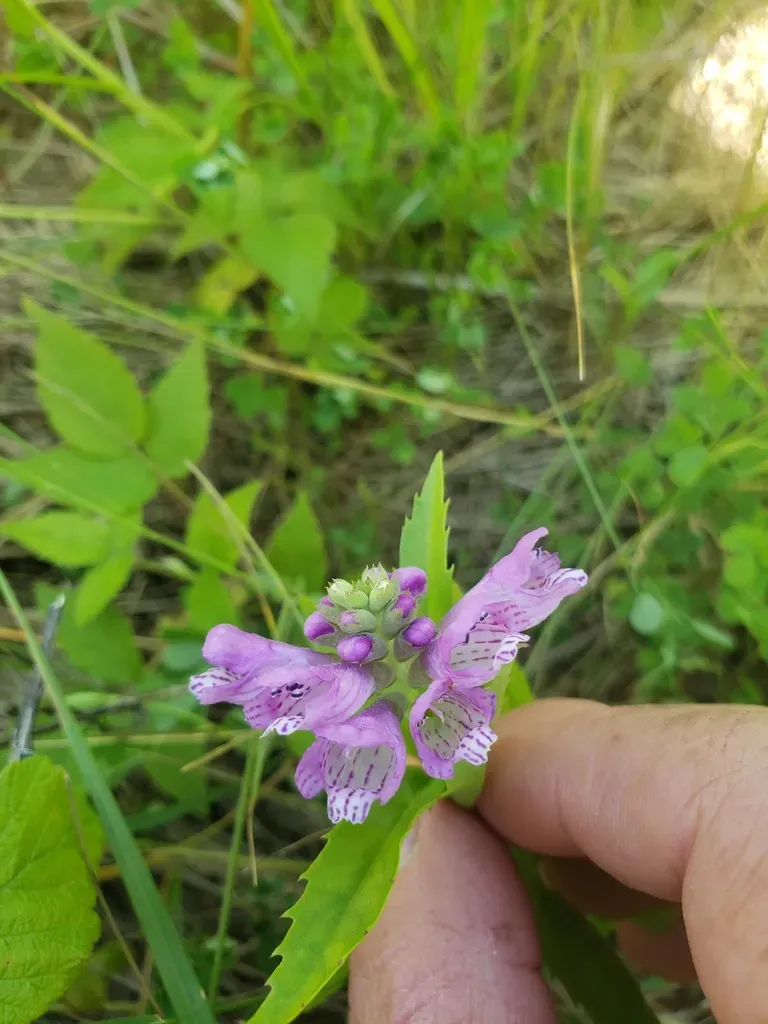 Ledingham's Physostegia