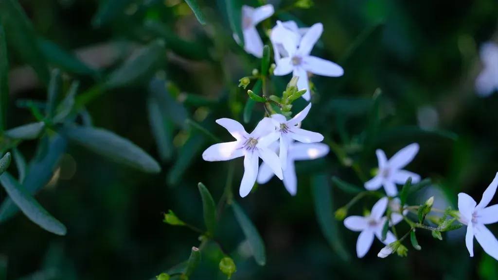 Coastal Ray Flower