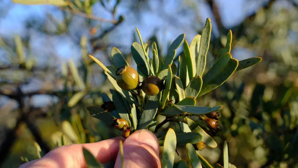 Santalum Spicatum