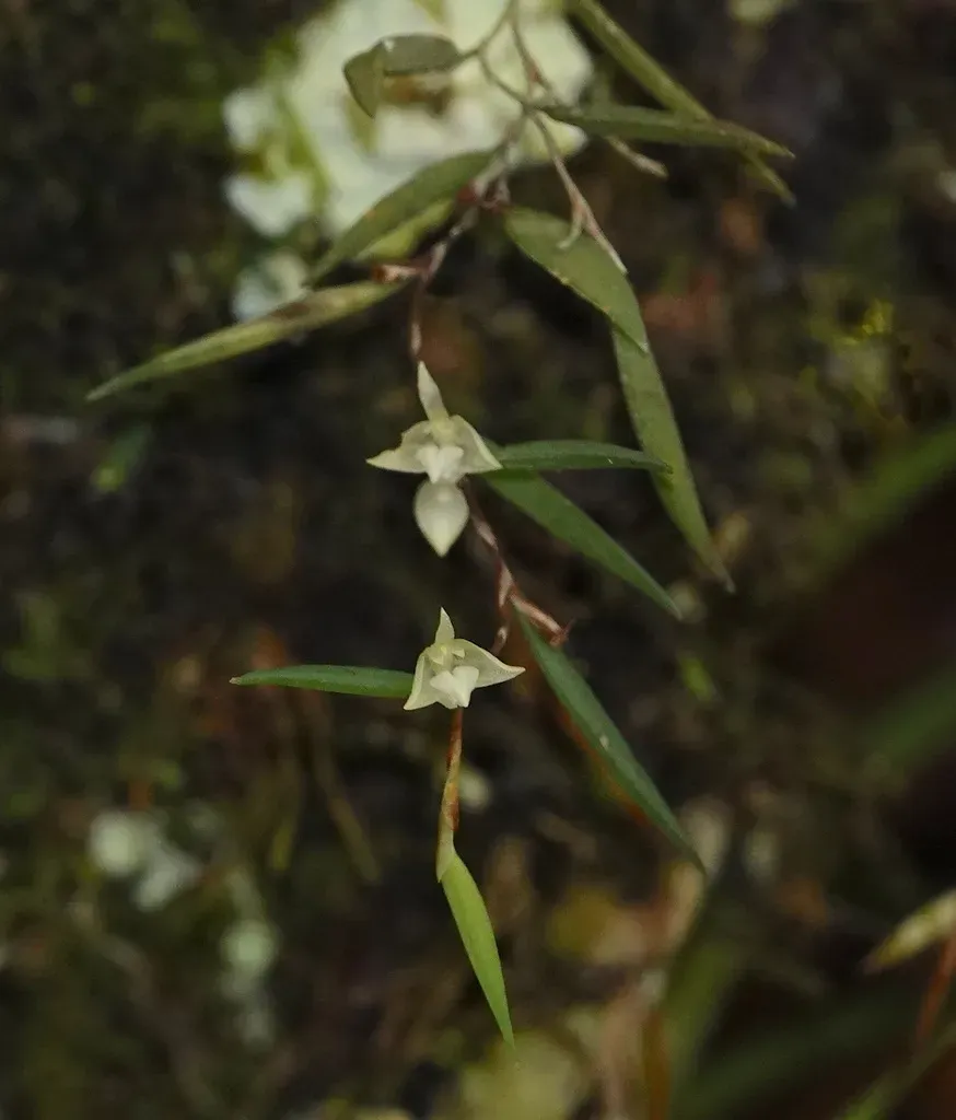 Bulbophyllum Lygeron