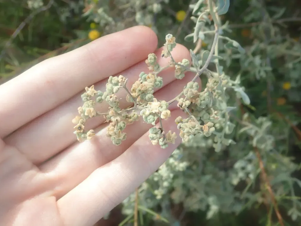 Chenopodium Gaudichaudianum