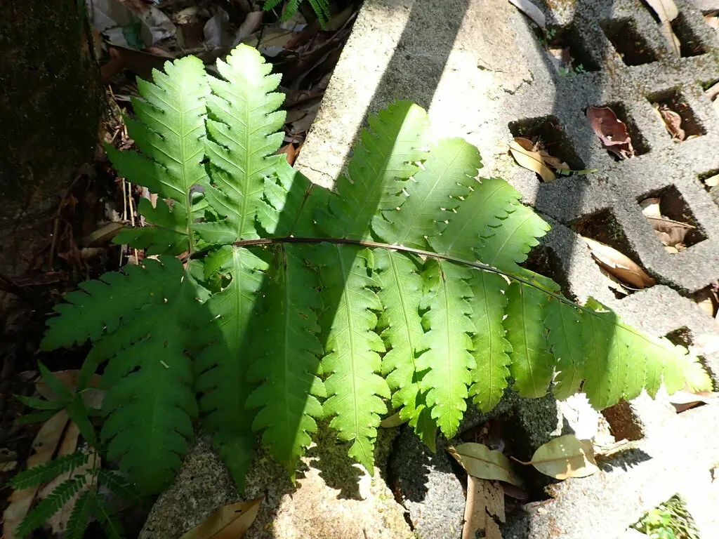Pleocnemia Irregularis