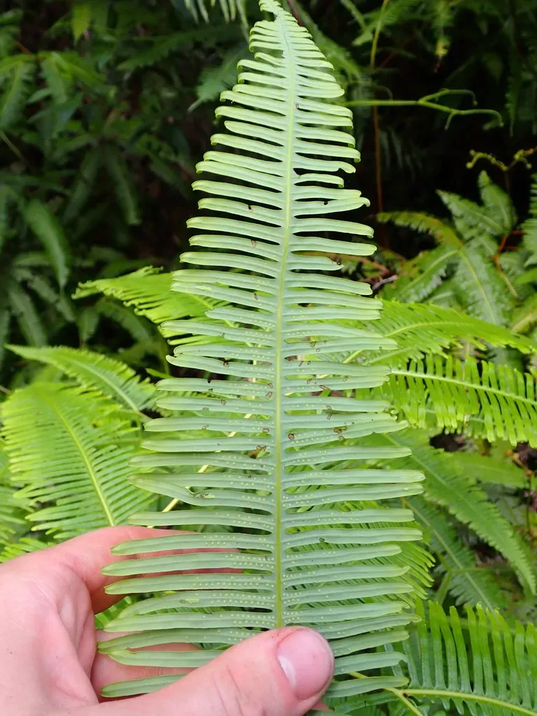 Dicranopteris Curranii