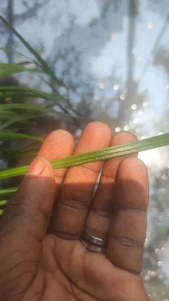 Reflexed-margine Single-leaf Fern