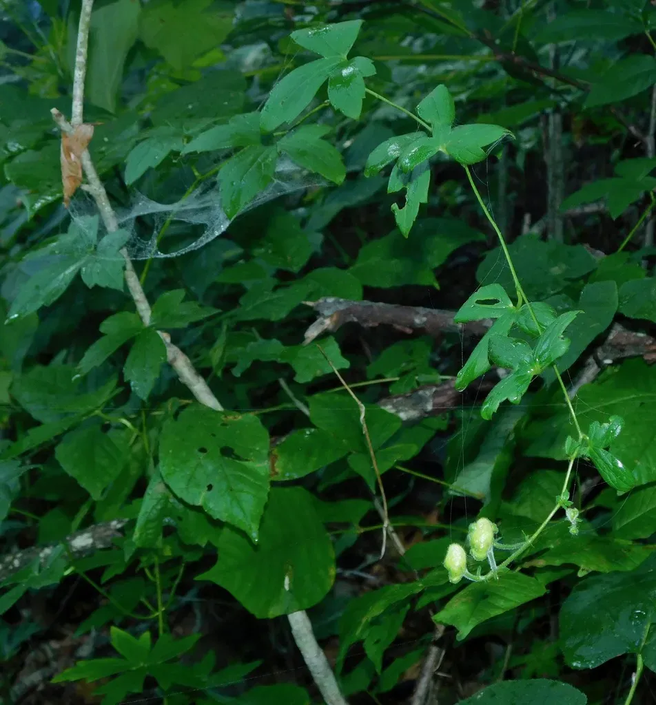 Trailing White Monkshood