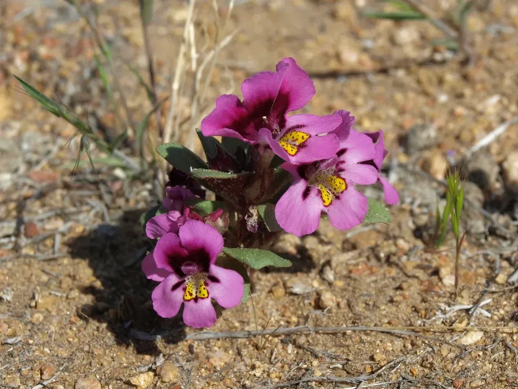Steamboat Monkeyflower