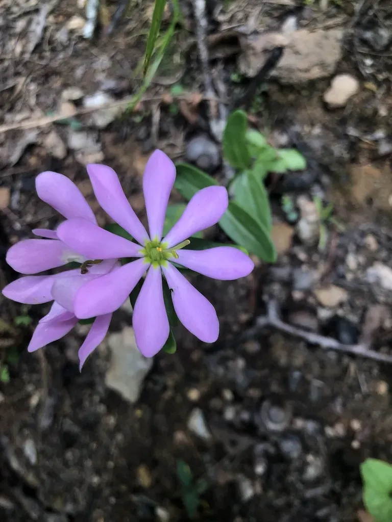 Cumberland Rose Gentian