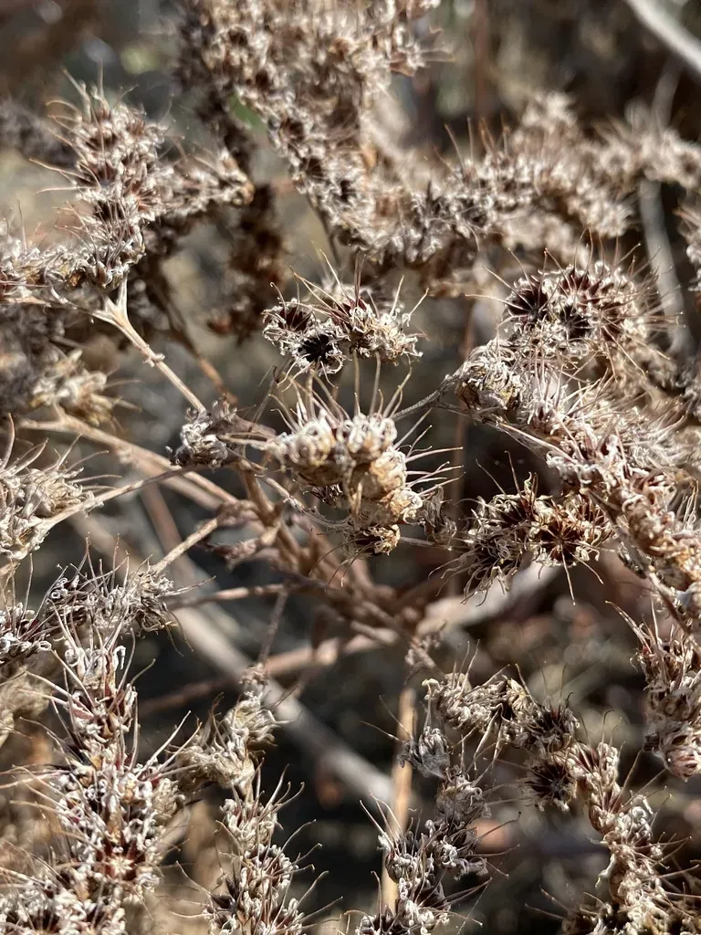 Aeonium Davidbramwellii