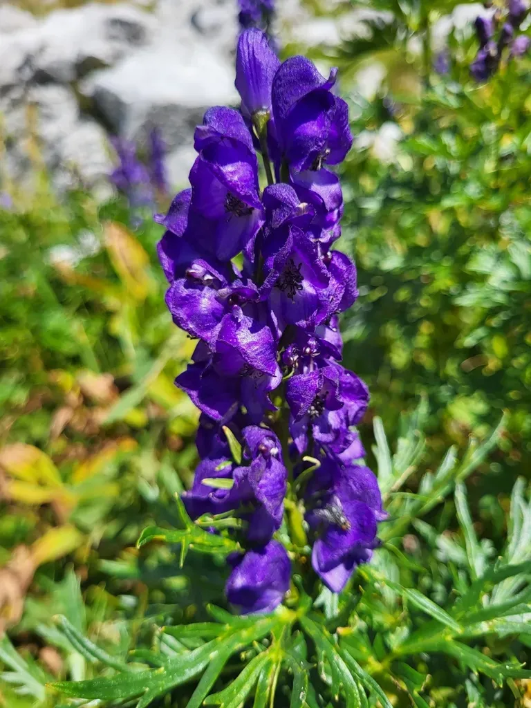 Taurian Monkshood