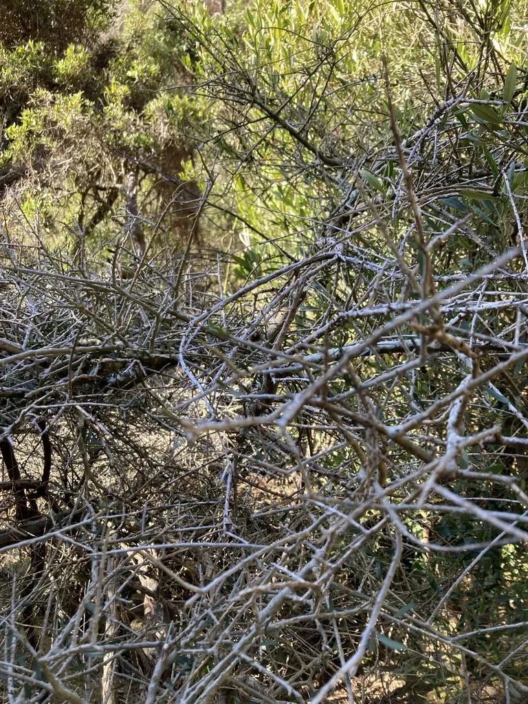 Melicytus Angustifolius